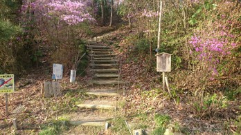 筒小屋の森展望台とつつじ